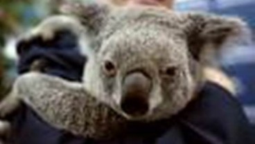 Secangkir Kopi di Koala Sanctuary