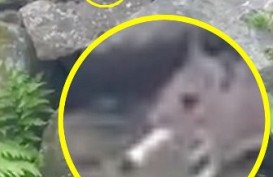 Tikus Sedang Merokok Tertangkap Kamera di Skotlandia