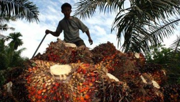 Saatnya Dorong Diversifikasi Produk CPO
