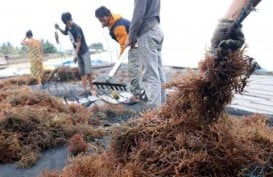 Wakatobi Butuh Balai Benih Rumput Laut