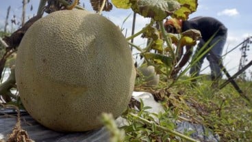 Melon asal Teluk Naga, Tangerang Tembus Supermarket