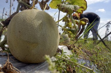 Melon asal Teluk Naga, Tangerang Tembus Supermarket