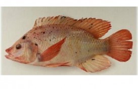 KKP Gandeng BPPT Kembangkan Teknologi Genetika Ikan