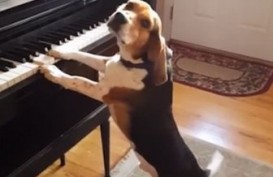 Seekor Anjing Beagle Bermain Piano Menyita Perhatian Netizen