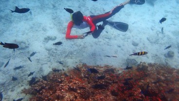 Keindahan Bawah Laut Sabang Mendunia