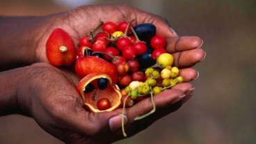 Bush Tucker, Kuliner Eksotis Aborigin yang Lama Terpendam