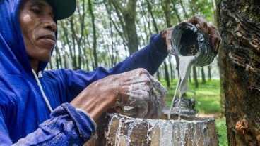 Ratusan Hektare Lahan Karet Rakyat Beralih Fungsi