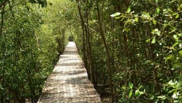 Pemerintah Rehabilitasi 500 Ha Mangrove pada 2017