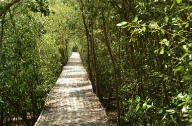 Pemerintah Rehabilitasi 500 Ha Mangrove pada 2017