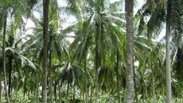 Pekebun Riau Lebih Suka Jual Kelapa ke Pengusaha Malaysia