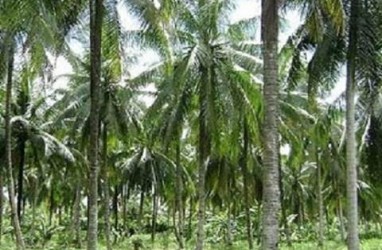 Pekebun Riau Lebih Suka Jual Kelapa ke Pengusaha Malaysia