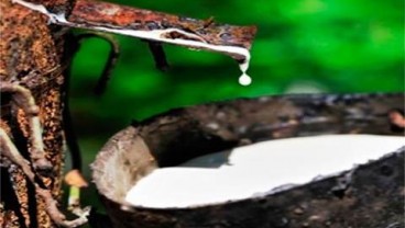 Pengusaha Karet Sumsel Sudah Perkirakan Harga Bakal Anjlok