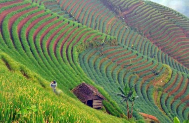 Perlu Insentif untuk Regenerasi Petani