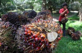 Petani Sumsel Diminta Kelola Kebun Sawit Berkelanjutan