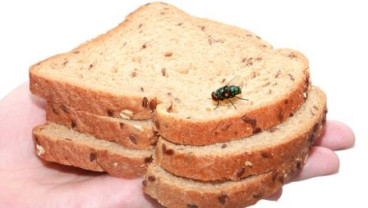 Makanan Dihinggapi Lalat? Segera Lakukan Hal Ini