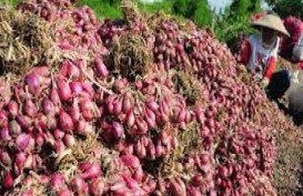 Bulog Sumut Belum Serap Bawang Petani