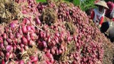 Bulog Sumut Belum Serap Bawang Petani