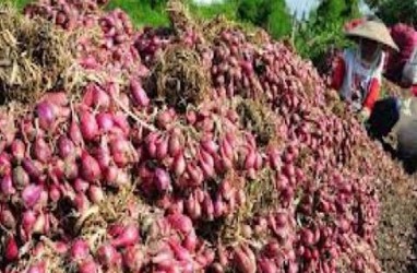 Bulog Sumut Belum Serap Bawang Petani