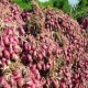 Bulog Sumut Belum Serap Bawang Petani