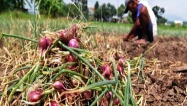 Panei Bawang Sumut Kurang memuaskan