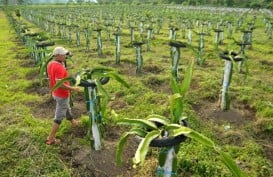 Petani Cemaskan Akses Modal dan Tanah