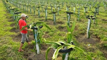 Petani Cemaskan Akses Modal dan Tanah