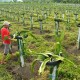 Petani Cemaskan Akses Modal dan Tanah