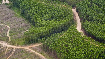 20.000 Tenaga Kerja HTI di Riau Terancam PHK Akibat Regulasi Gambut