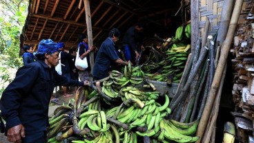 Ungkap Rasa Syukur, Warga Baduy Rayakan Tradisi Seba