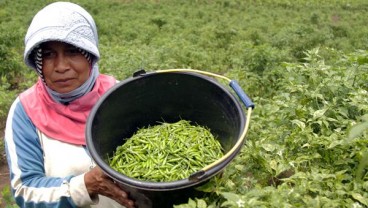 Cara Petani Cabai Blitar Nikmati Untung