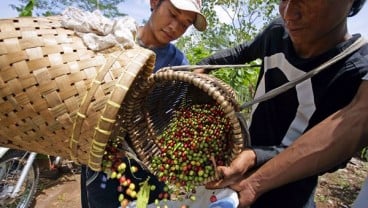 Ekspor Kopi Brasil Turun, Harga Kopi Mengepul