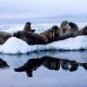 Anjing Laut di Arktik di Ambang Kepunahan