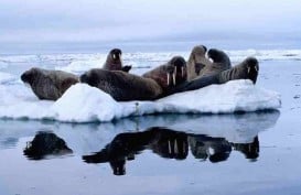 Anjing Laut di Arktik di Ambang Kepunahan