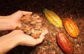 Pasokan Naik, Harga Kakao Tahun Ini Sulit Tembus US$2.000
