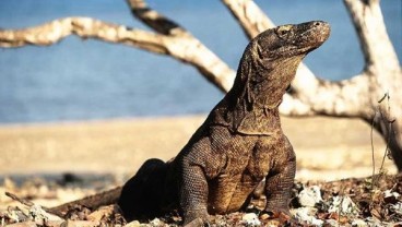 Wisatawan Singapura Ini Digigit Komodo. Berikut Kronologinya