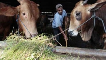 POPULASI SAPI: DPR Desak Indukan Ditambah