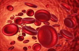 Thalassemia Masuk 5 Besar Penyakit Katastropik