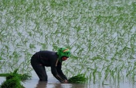 SPEKTRUM: Sawah Habis di Negeri Agraris