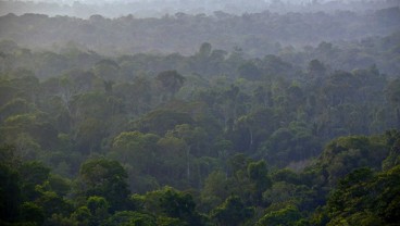 RESTORASI HUTAN: Sumsel Bidik 400.000 Ha