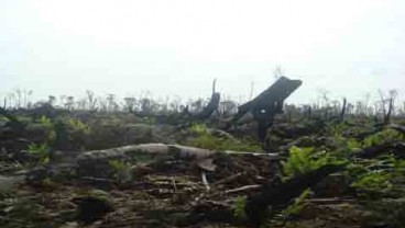 Lebih 400.000 Ha Lahan di Sumsel Direstorasi