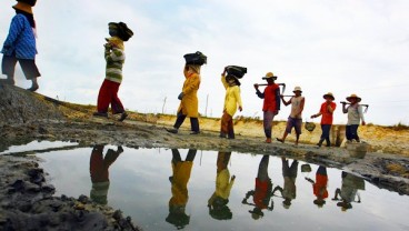 Ikan Napoleon, Riak dari Natuna