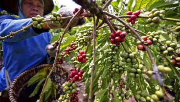 Jabar Fokus Garap Kopi Organik