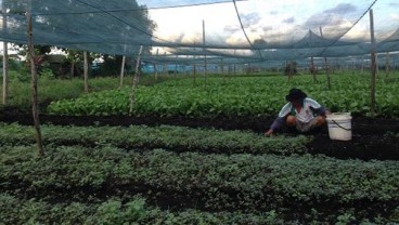 Petani Sayur Pontianak Diminta Perluas Pemasaran