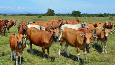 Kaltim Genjot Program Sapi Indukan Wajib Bunting