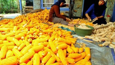 PAKAN TERNAK KITA : Bulog Incar Jagung Lokal