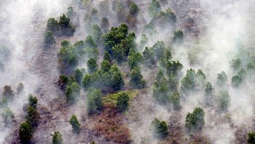 RESTORASI GAMBUT : CIFOR Kaji Efektivitas di Riau