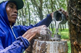 Jerman Minta Petani di Kalbar Jaga Kualitas Karet dan Lada