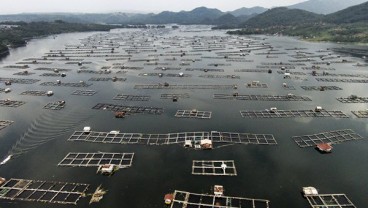 BUDI DAYA PERIKANAN : 2 Pulau Dongkrak Konsumsi Pakan Ikan