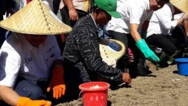 Pupuk Indonesia Kembangkan Budidaya Bawang Putih di Sembalun