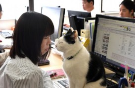 Agar Karyawan Tak Stres, Perusahaan Jepang Andalkan Kucing Kantor